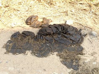 cow dung on the ground