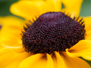 The round middle of the rudbeckia flower against the background of yellow petals. Stamens wet after rain. Rudbeckia close-up. Floral background.