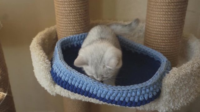 Kitten color: silver chinchilla, sitting in a basket.1920X1080 Full Hd.
