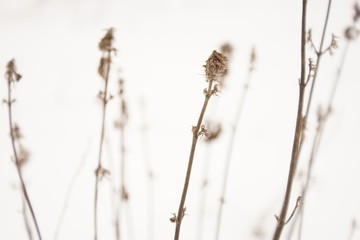 Dry wildflowers grow in white snowy field