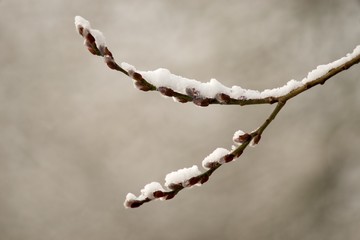 Cats are partly Flower buds sallow spring, spring nature background.