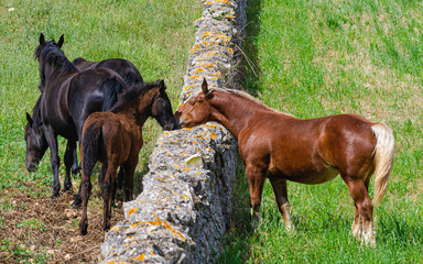 Spring landscape in the Puglia countryside. Horses and foals graze in the fields