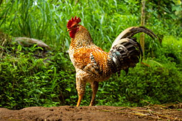 Country Chicken 