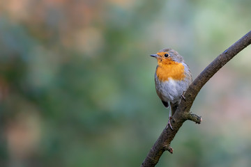European Robin (Erithacus rubecula) on a branch in the forest of Noord Brabant in the Netherlands. copy space.