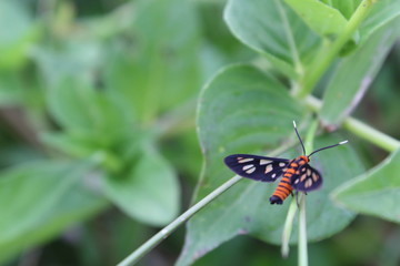Close up of Firebug, Pyrrhocoris apterus, fire bugs relaxing in the sun - wildlife, Bug sits on young green plant, feeding. red and black coloration. View Macro insect in wildlife