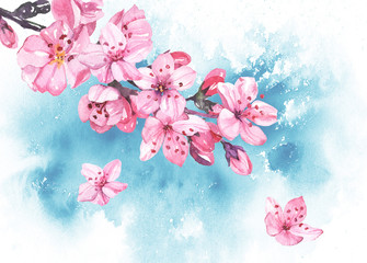 Watercolor hand painted sakura cherry blossom flowers illustration on blue background