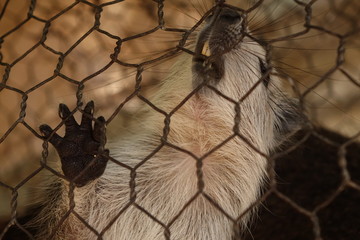 captured rodent trying to go free