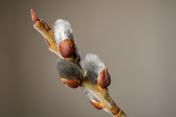 Cats are partly Flower buds sallow spring, spring nature background.