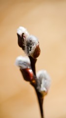 Cats are partly Flower buds sallow spring, spring nature background.