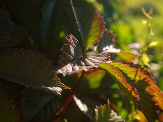 leaves of decorative grapes in summer in the garden, Russia