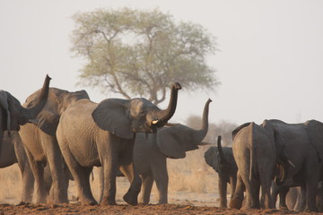 Elephants testing the air
