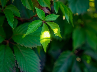 leaves of decorative grapes in summer in the garden, Russia
