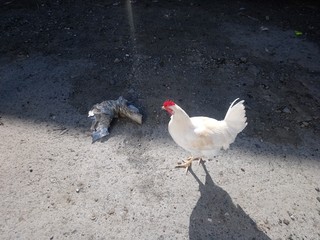 cock and hen