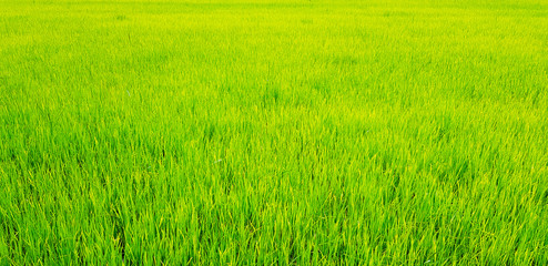Obraz na płótnie Canvas Beautiful Green rice or paddy field in rural city. Harvest of agriculture season, Natural wallpaper 