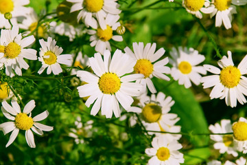 daisies many close-up top view white with yellow