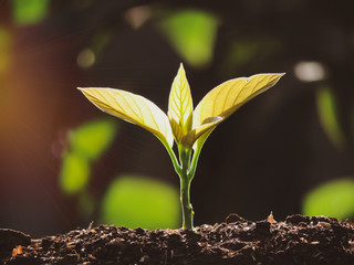 Avocado seedlings growing in the morning sunshine