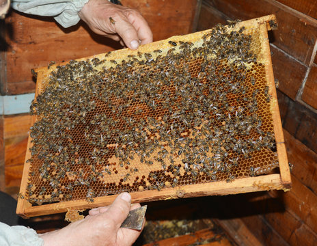 Beekeeper holding wooden frame with honeycombs and honey bees photo.
