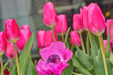 農園のアネモネ