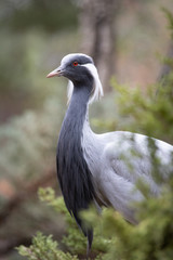Retrato de una grulla damisela en un bosque