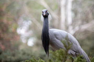 Retrato de una grulla damisela en un bosque