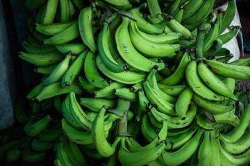 full frame close up shot of fresh green plantains, hand picked. Typical caribbean and dominican republic produce.