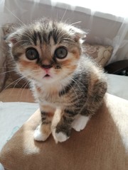 cat with eyes on blue background
