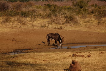 A lone Sable antelope bull at an African savanna waterhole