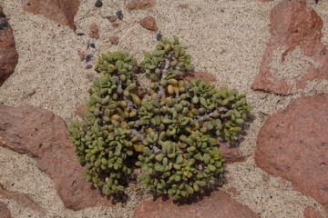 A hardy plant growing between rocks in the Namib desert Skeleton Coast