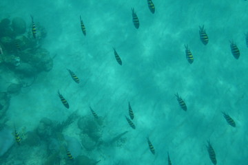 A swarm of fish under the water surface as seen from a boat