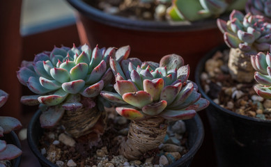 succulent plants,Echeveria lauixlindsayana