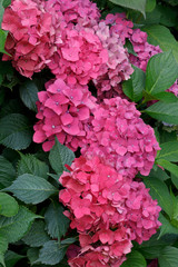 Pink or mauve hydrangea flowers in full bloom.