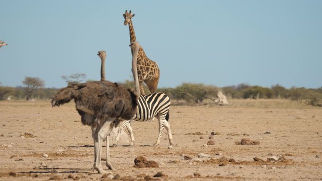 A panning shot of a lone zebra striding past a flock of ostriches and a single giraffe in Nxai Pan National Park, Botswana.