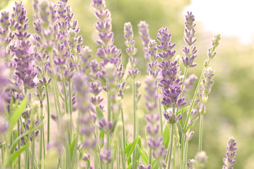Lavender flowers in full bloom with vintage filter effect, floral background texture.