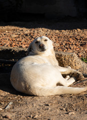 Labrador blanco tumbado, tomando el sol