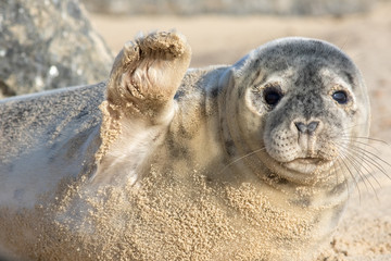 High five. Cute seal waving hi. Funny animal meme image