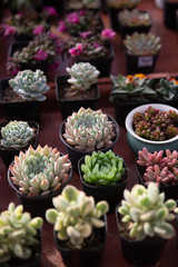 succulent plants,Echeveria lauixlindsayana