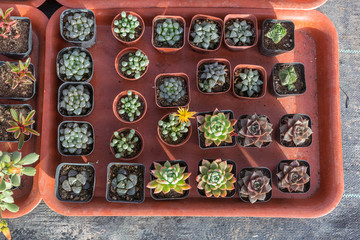 succulent plants,Echeveria lauixlindsayana