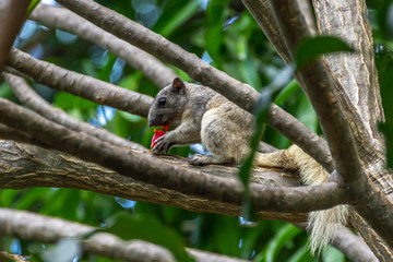 Squirrel at Pattaya, Thailand