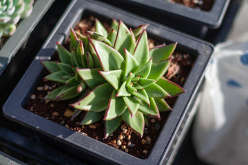 succulent plants,Echeveria lauixlindsayana