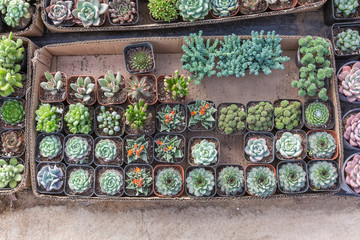 succulent plants,Echeveria lauixlindsayana