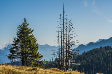 Beautiful swiss alps mountains. Alpine meadows.