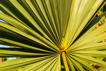 Closeup palm tree leaf