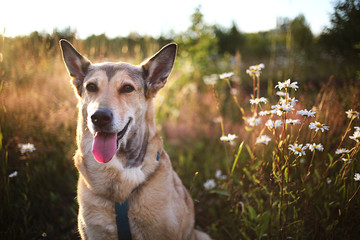 Dog walking in grass in evening at nature