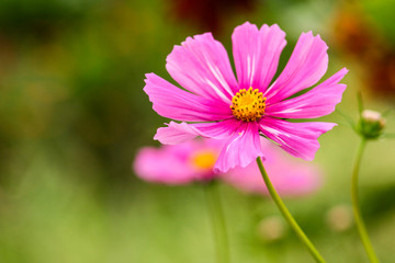 Obraz premium Rise spring