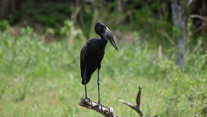 African openbill standing on a tree branch
