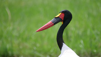 Close up from a Saddle-billed stork