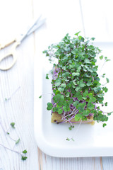 Young sprouts of organic kohlrabi cabbage close up. Micro greens concept 