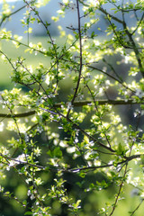 Flores primaverales en los árboles