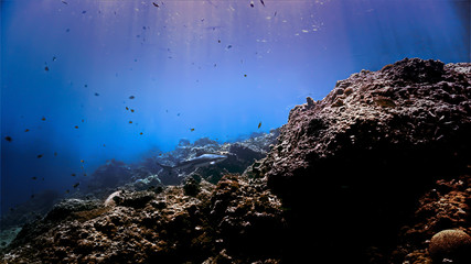 Patrolling Black Tip Reef Shark