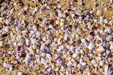 White shells in the sand on the beach. - 322963970